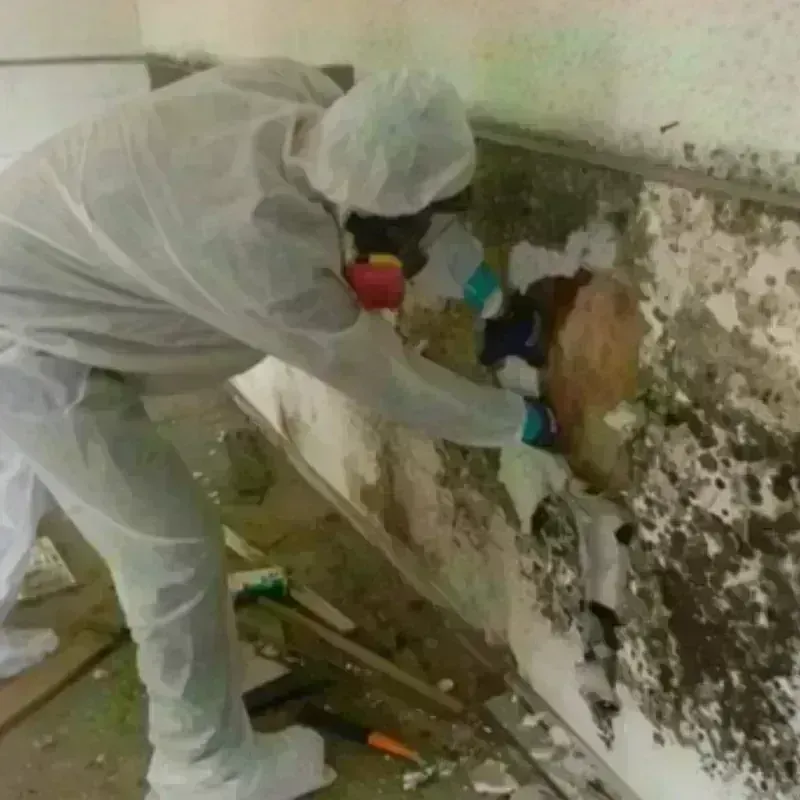 Mold Remediation and Removal in Latimer, MS